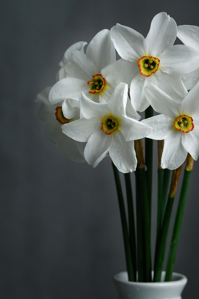 Букет красивых белых нарциссов на сером фоне 
