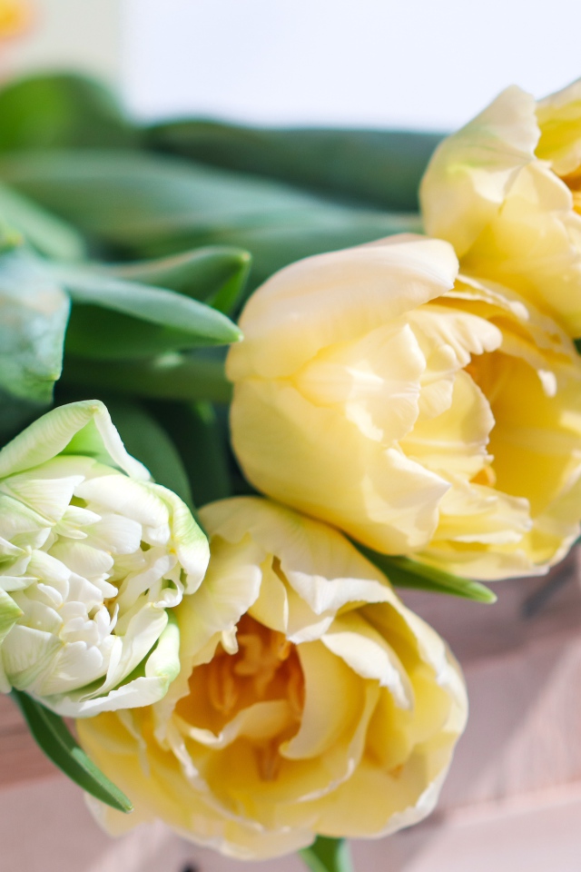 Букет нежных кремовых тюльпанов на столе