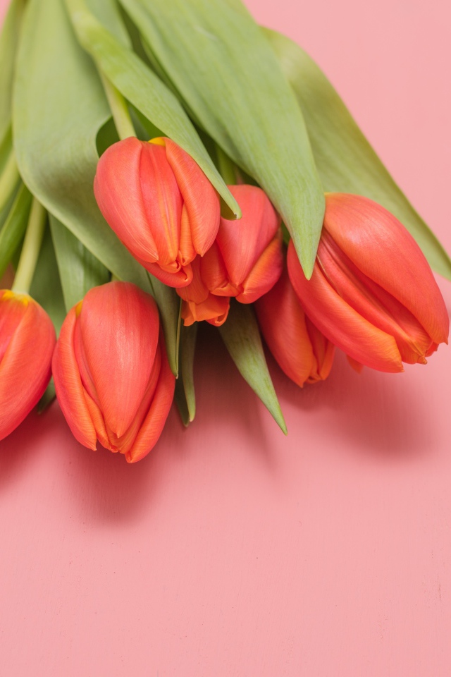 Букет оранжевых тюльпанов на розовом фоне
