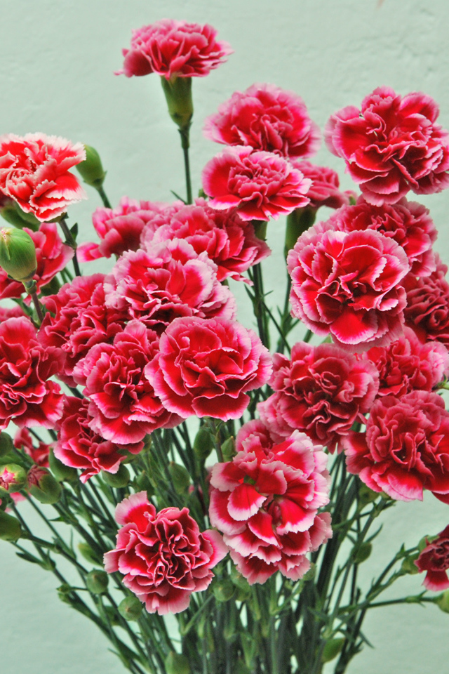 Букет розовых цветов гвоздики на сером фоне