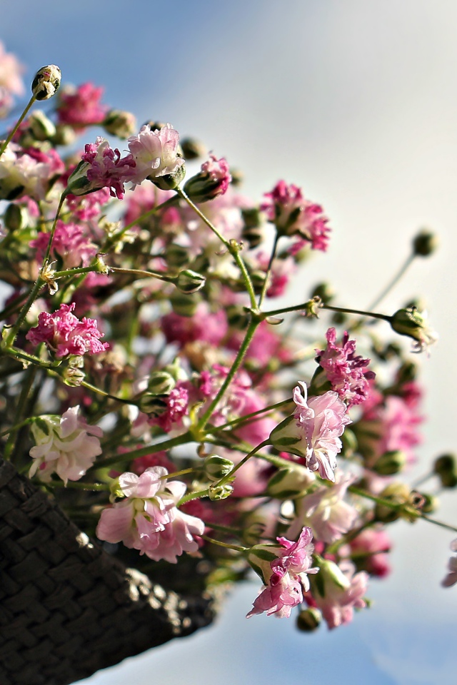 Букет розовых цветов в корзине на фоне голубого неба