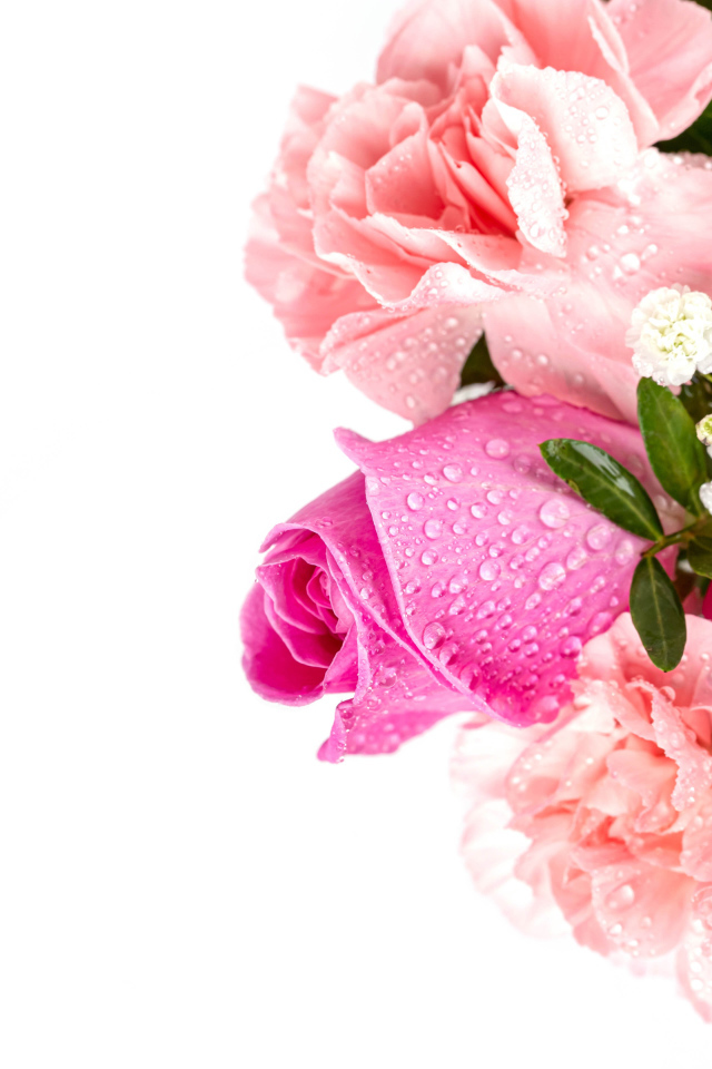 Букет розовых роз с гвоздиками в каплях росы на белом фоне