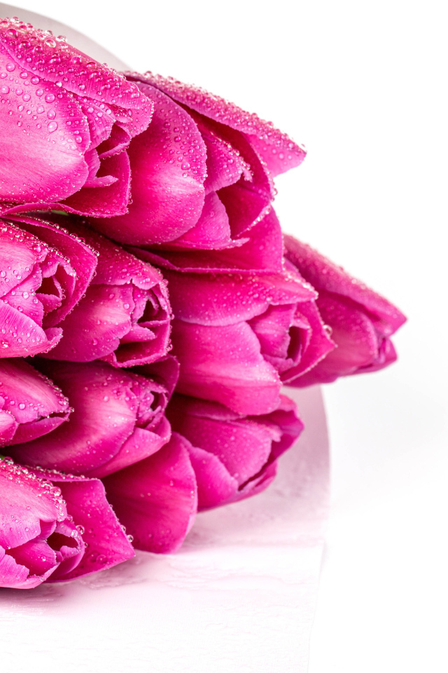 Букет розовых тюльпанов в каплях росы на белом фоне