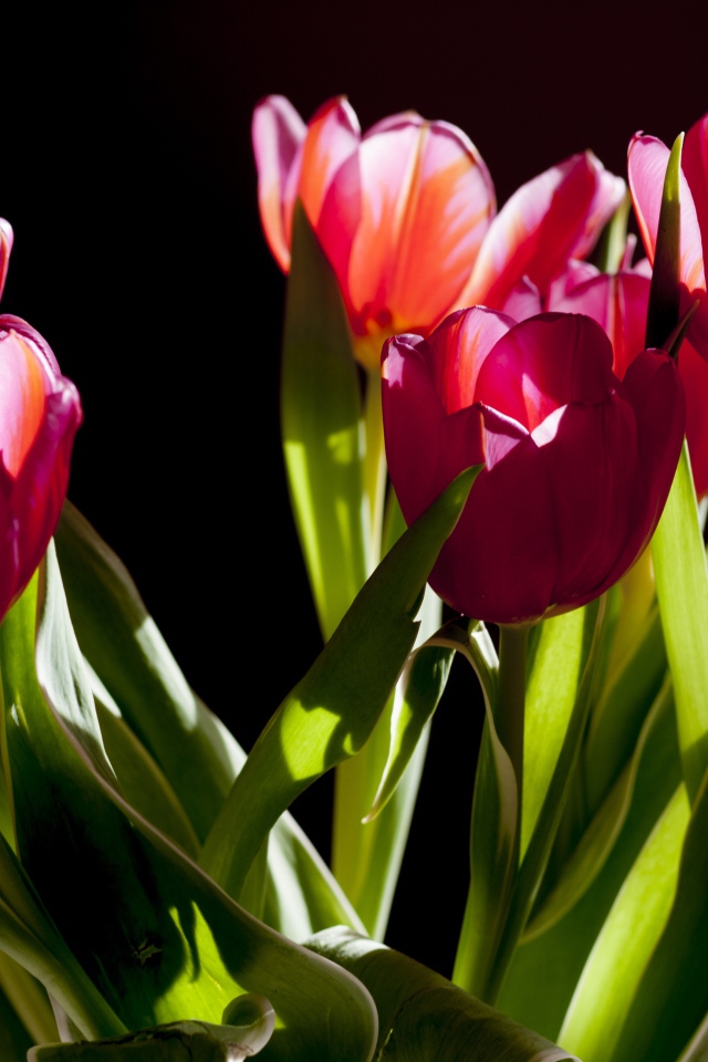 Букет розовых тюльпанов в лучах солнца на черном фоне