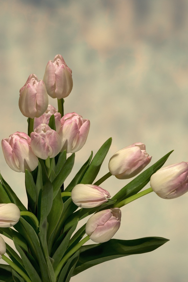 Букет розовых тюльпанов с зелеными листьями на сером фоне 