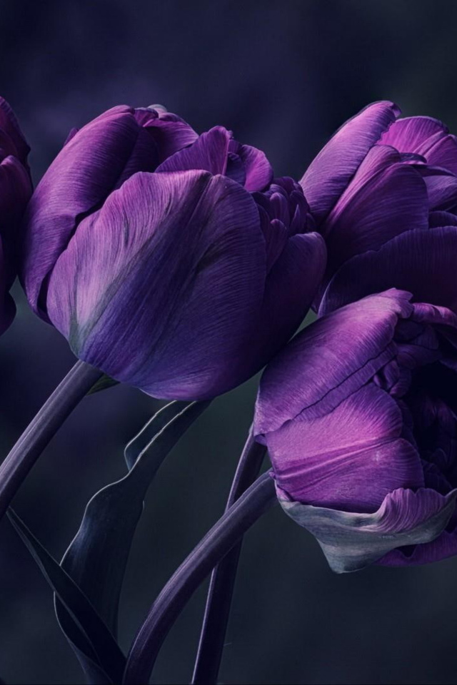 Букет фиолетовых тюльпанов на сером фоне 