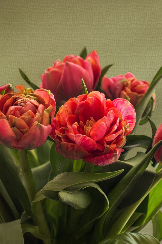 Букет красных тюльпанов с зелеными листьями