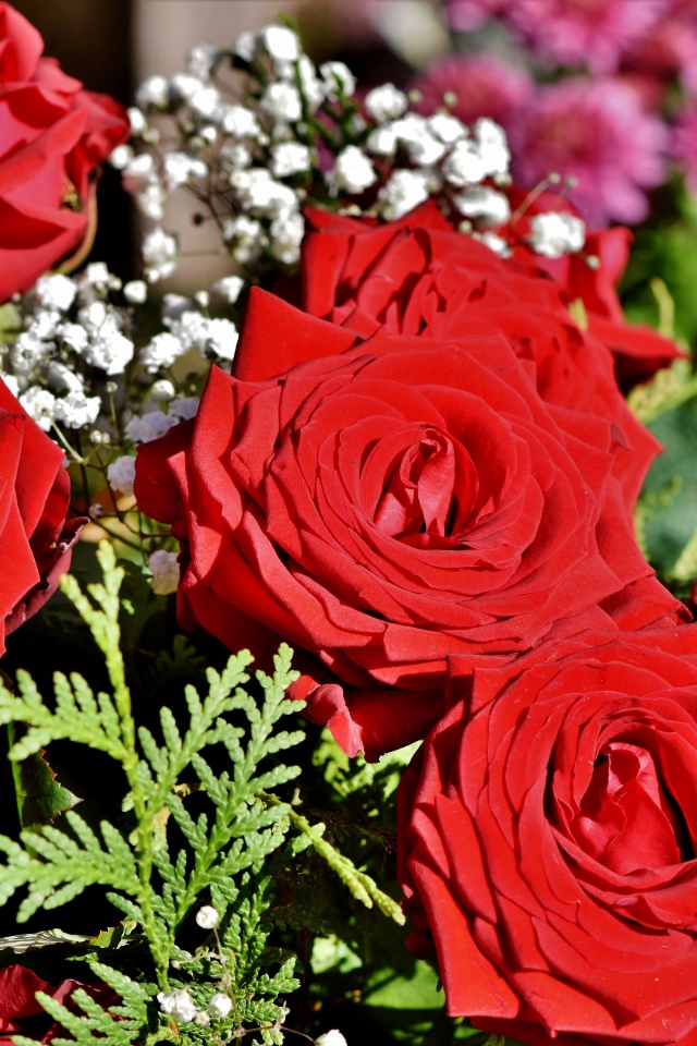 Букет алых роз с цветами гипсофилы 