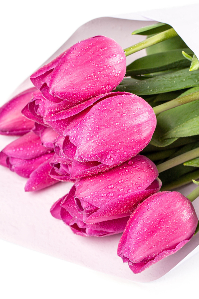 Букет мокрых розовых тюльпанов на белом фоне