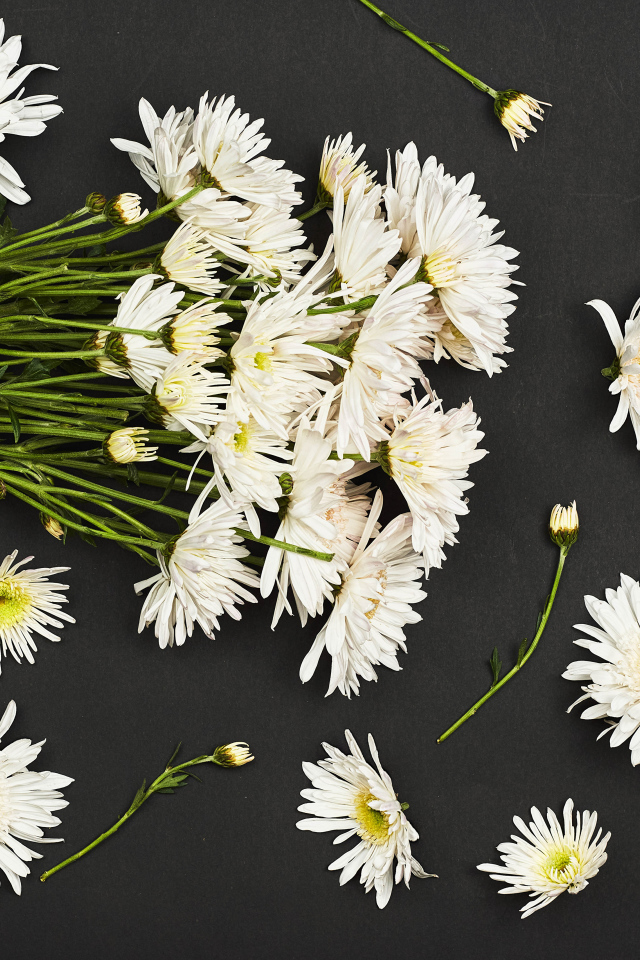 Букет белых хризантем на черном фоне