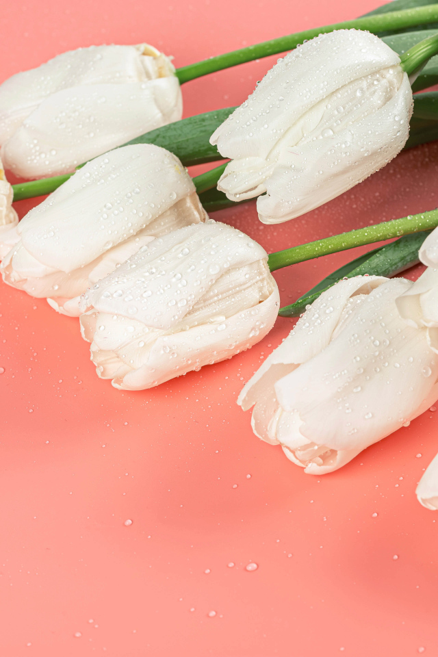 Букет белых тюльпанов в каплях росы на розовом фоне