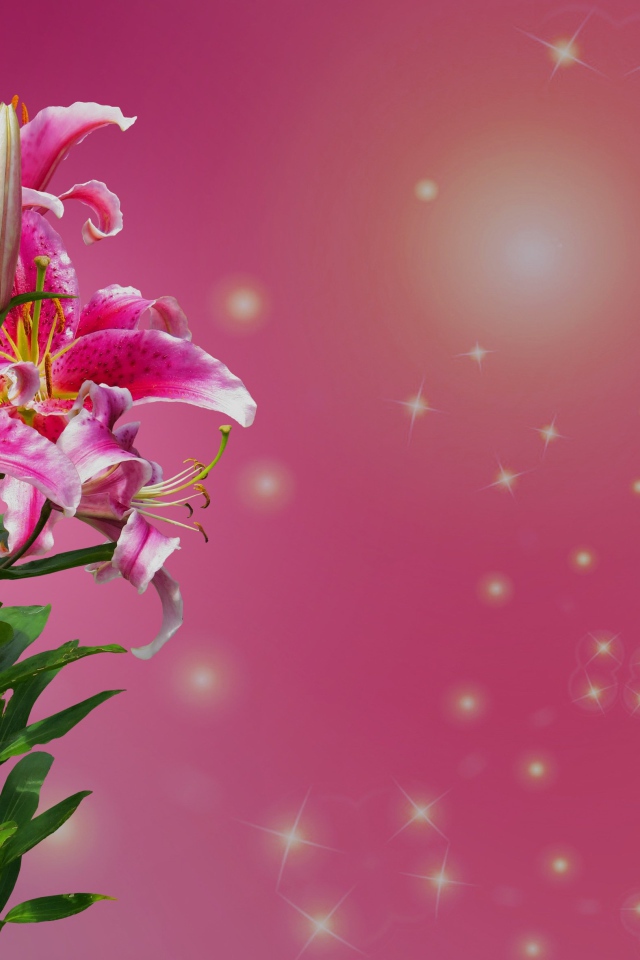 Ветка цветов лилии на розовом фоне 