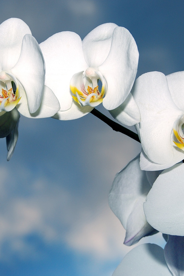 Ветка белых цветов орхидеи с бутонами на фоне неба
