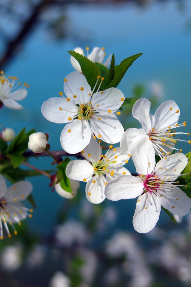 Яркие белые цветы вишни на ветке крупным планом