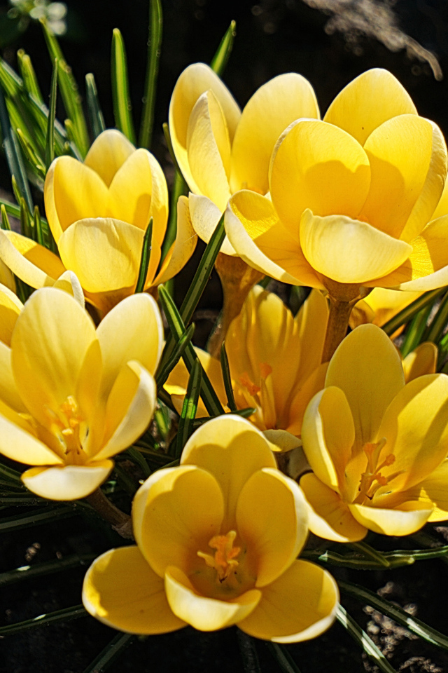 Куст маленьких желтых цветов крокуса на клумбе 