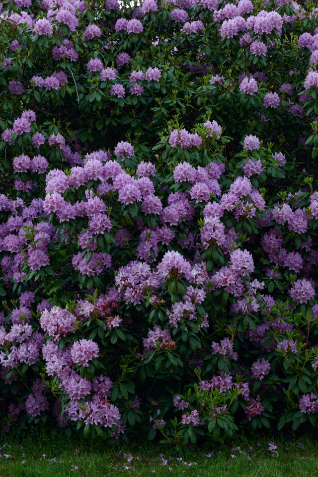 Куст с сиреневыми цветами рододендрона