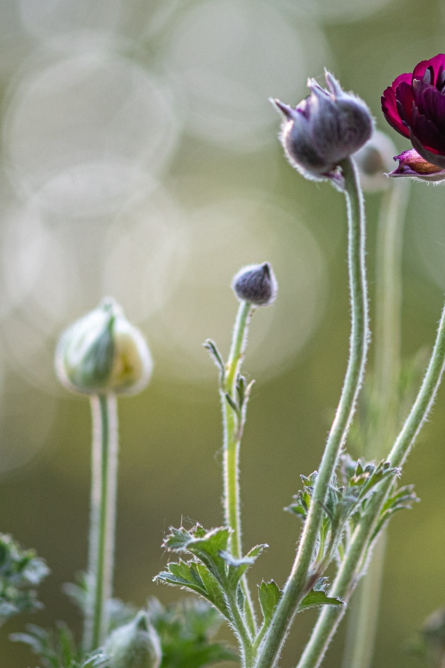 Цветы лютика распускаются на клумбе