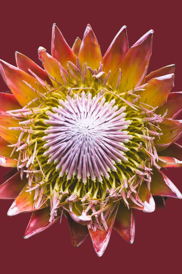 Цветок кактуса на коричневом фоне