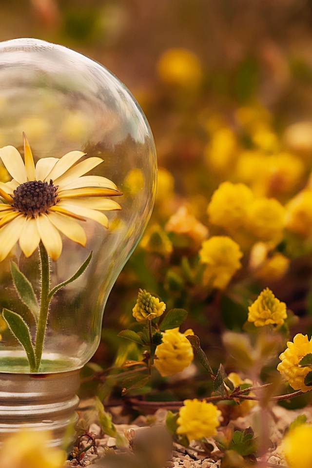 Цветок календулы в стеклянной лампочке