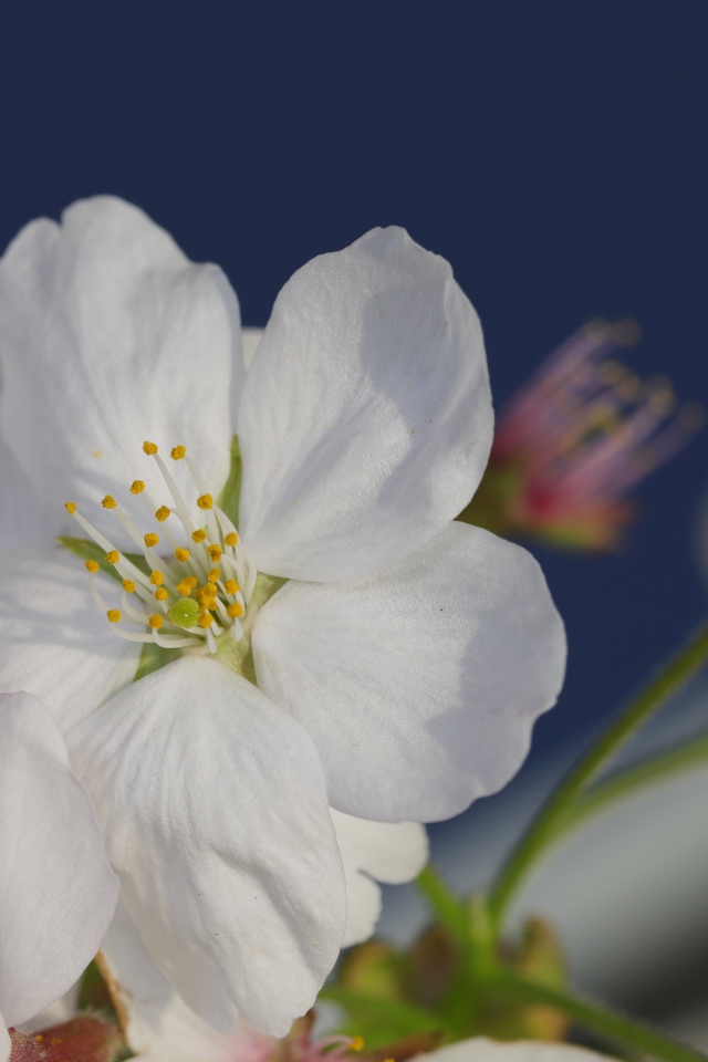 Цветок вишни с бутоном на сером фоне