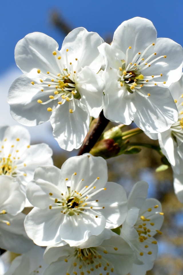 Цветы вишни распустились на ветке весной