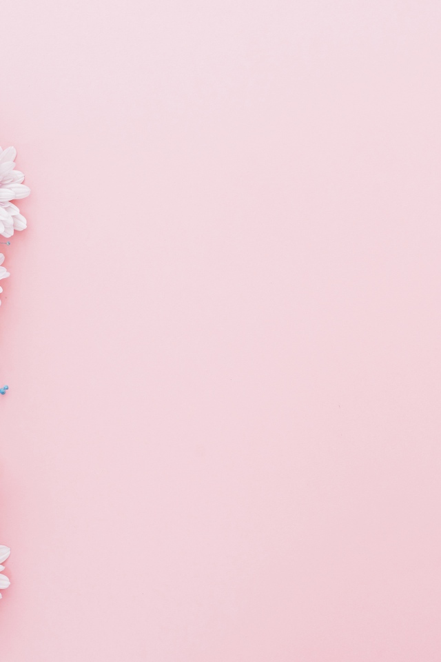 Цветы хризантемы на розовом фоне