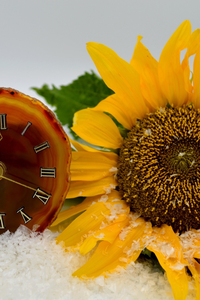 Часы и желтый подсолнух лежат на снегу 