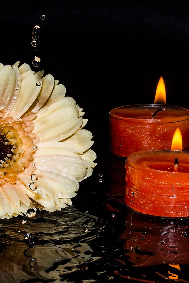 Кремовая гербера со свечами на мокром столе