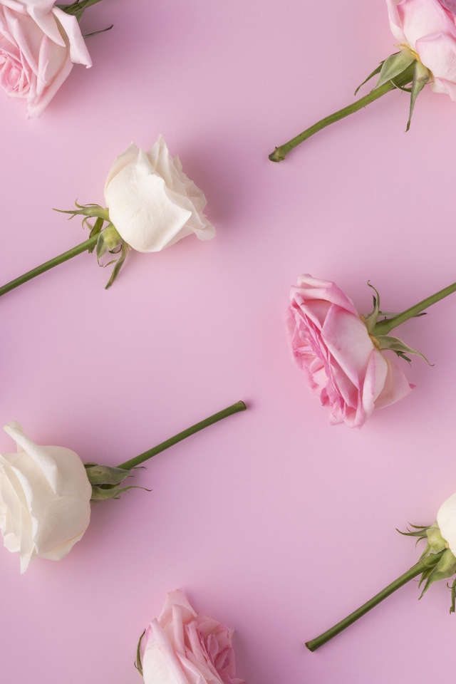 Обрезанные цветы розы на  розовом фоне