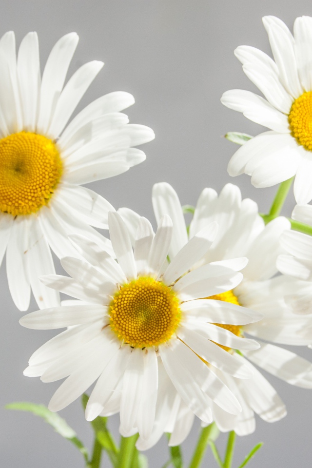 Милые белые цветы ромашки на сером фоне