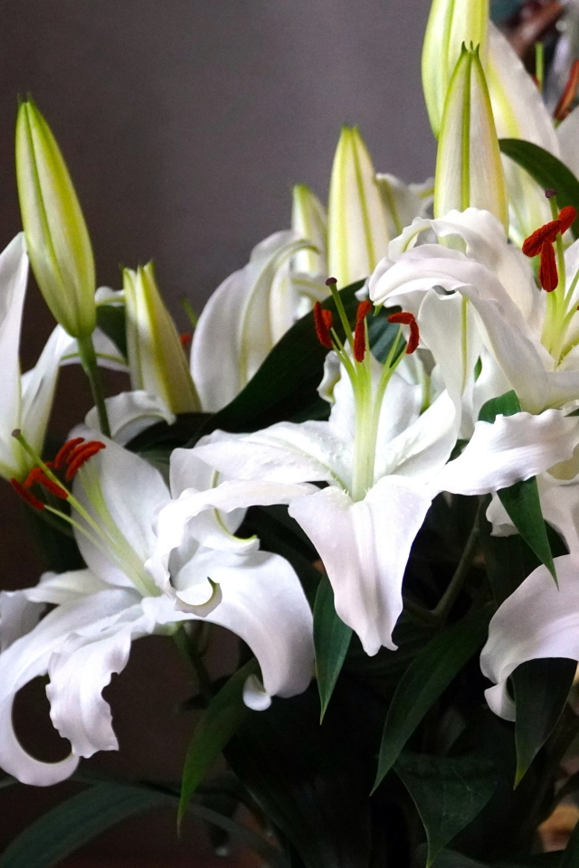 Нежный букет белых лилий с бутонами