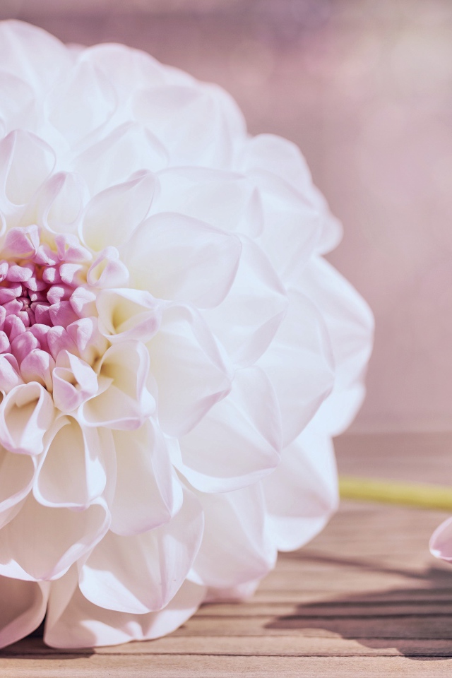 Нежный кремовый цветок георгина на столе