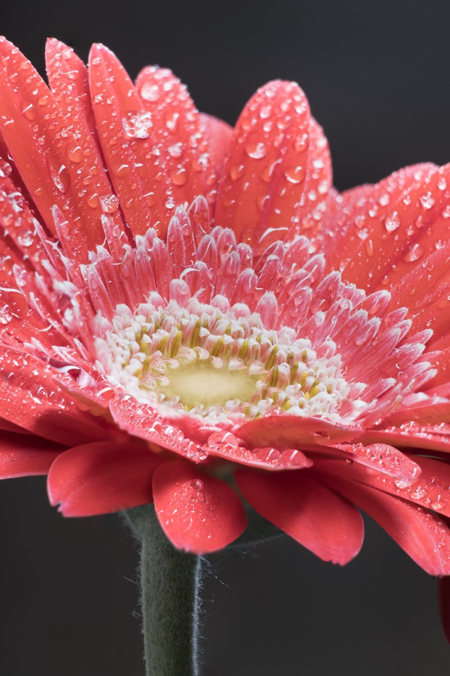 Нежный кремовый цветок герберы в каплях росы