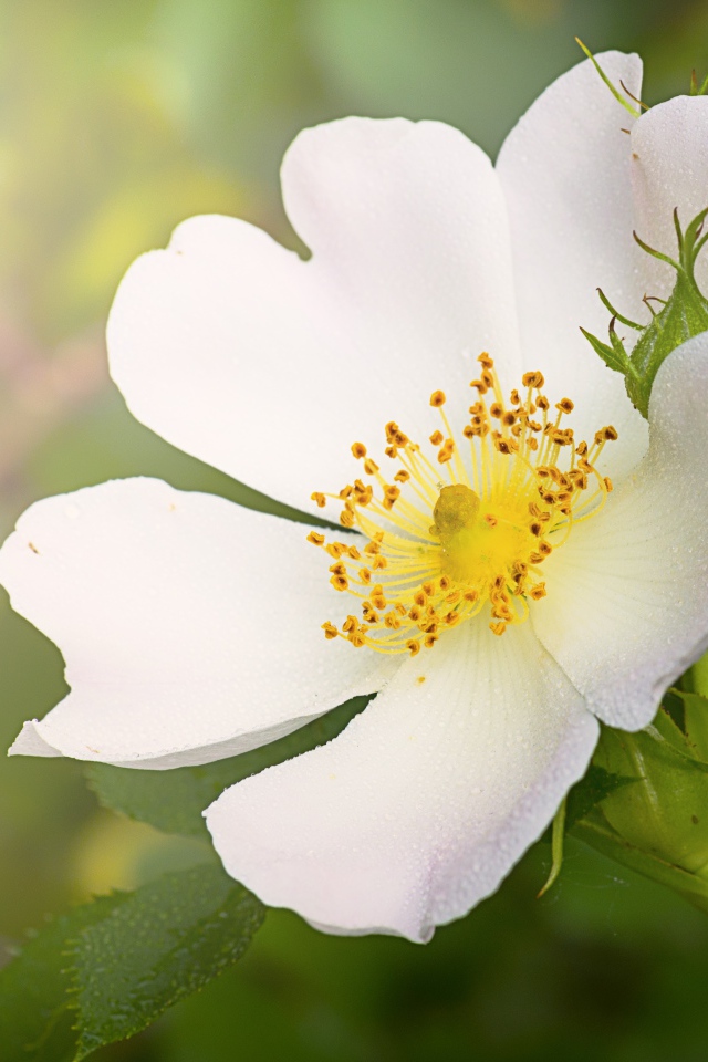 Нежный кремовый цветок шиповника с бутоном