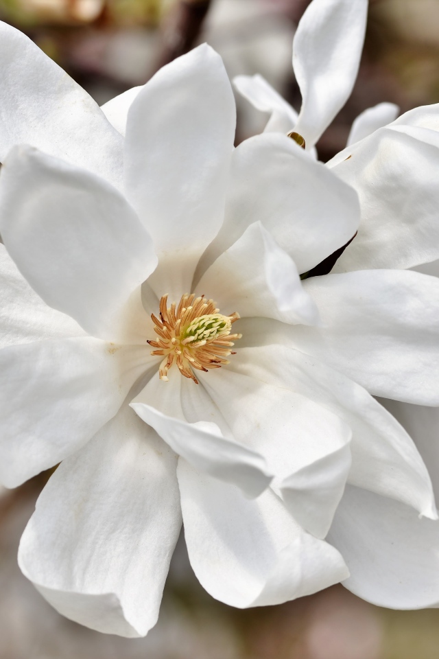 Нежные цветы белой магнолии на ветке