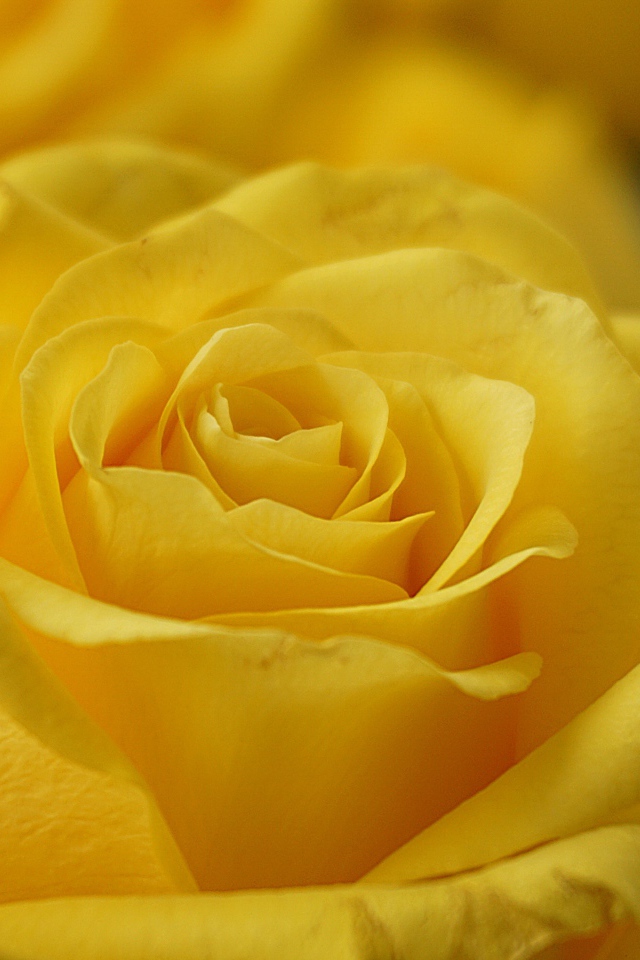 Нежная садовая желтая роза крупным планом