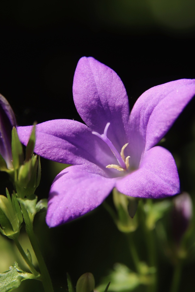 Нежный сиреневый колокольчик с бутонами крупным планом