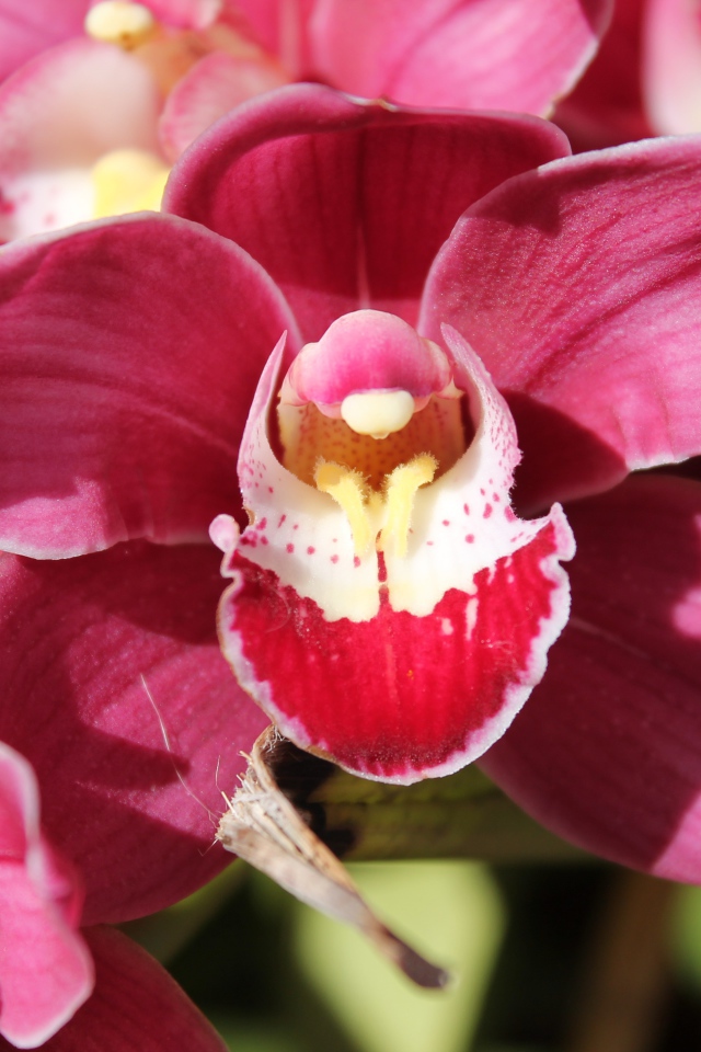 Нежный розовый цветок красивой орхидеи крупным планом