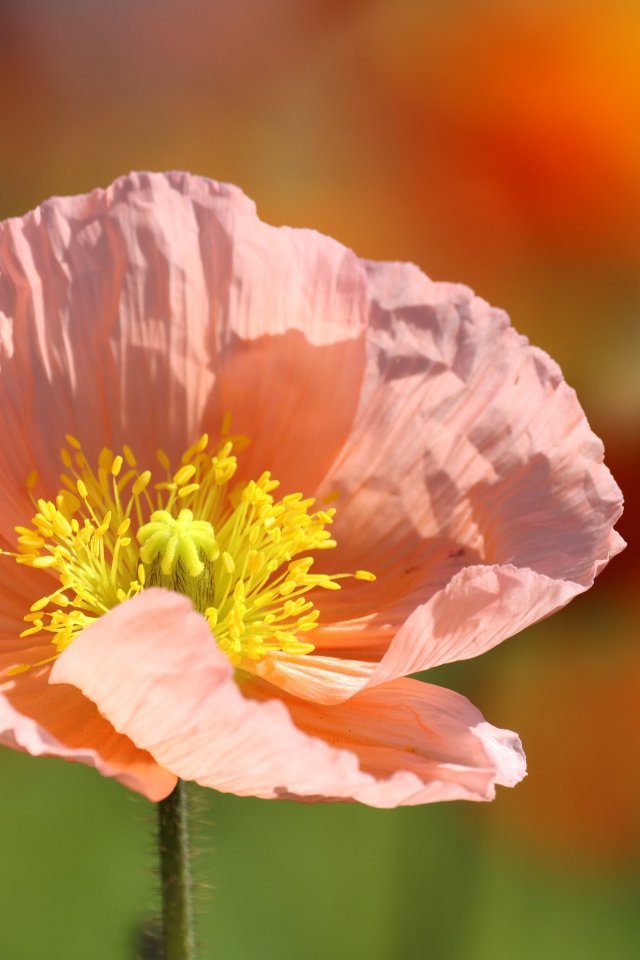 Нежный розовый цветок с желтой серединкой 