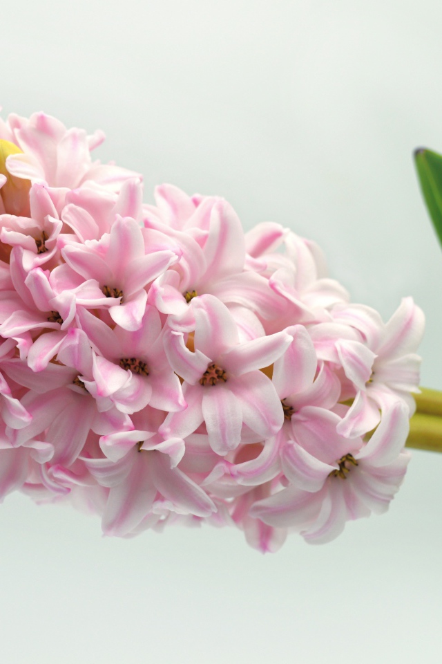 Нежный розовый цветок гиацинта на сером фоне