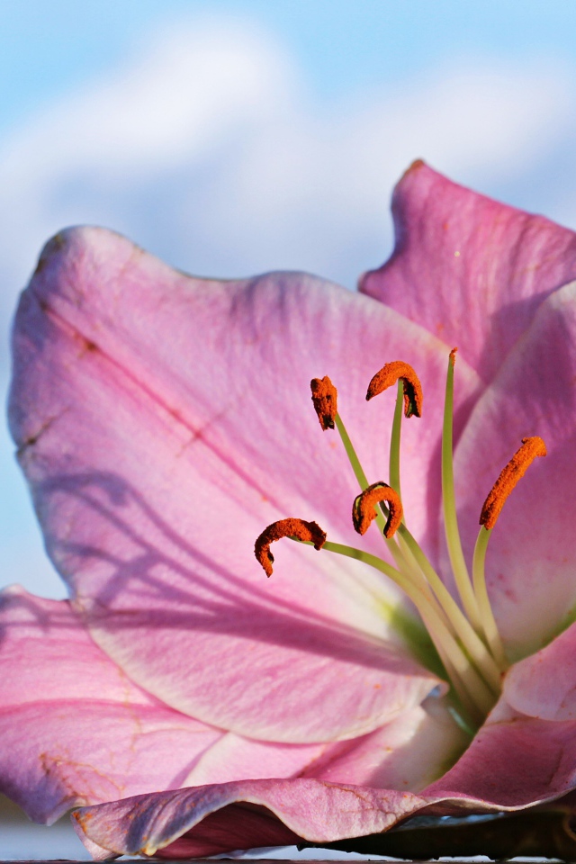 Нежная розовая лилия на фоне неба крупным планом