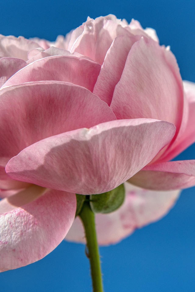 Нежная розовая роза на фоне голубого неба 