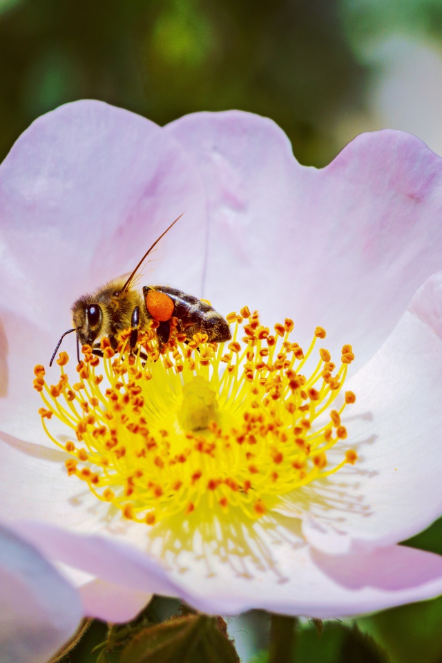 Нежный розовый цветок шиповника с пчелой