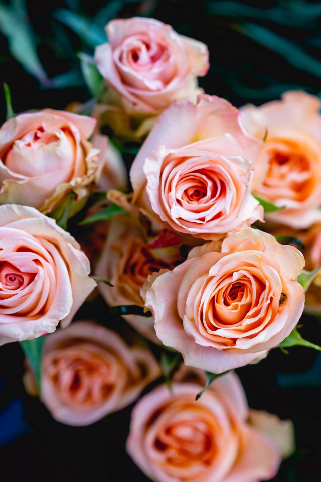 Нежные розовые розы крупным планом