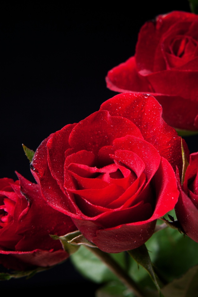 Нежные алые розы на черном фоне
