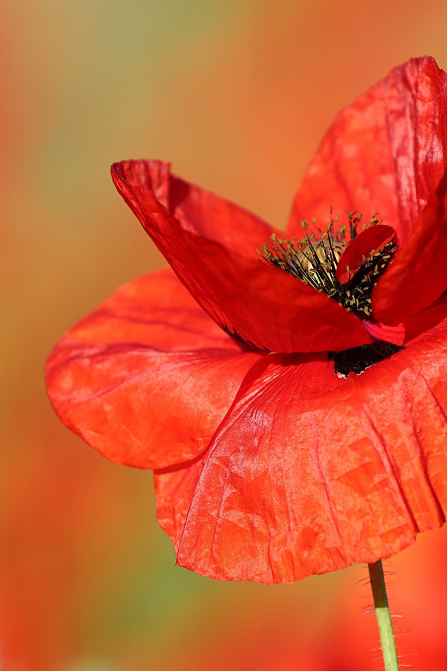 Нежные тонкие лепестки полевого мака