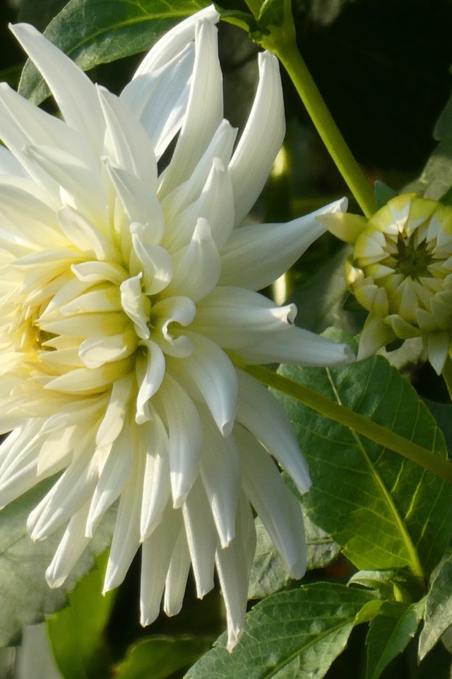 Нежная белая хризантема с бутоном на клумбе