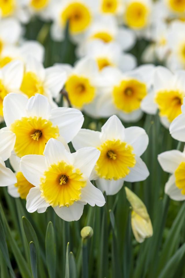 Нежные белые нарциссы с бутонами на клумбе