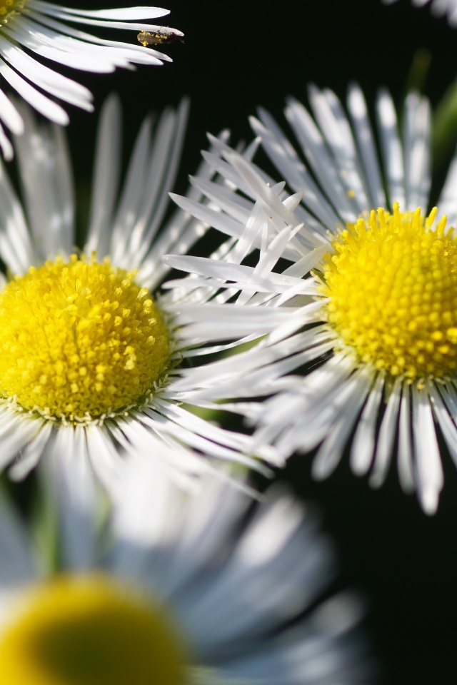 Нежные белые цветы сентябринка крупным планом 