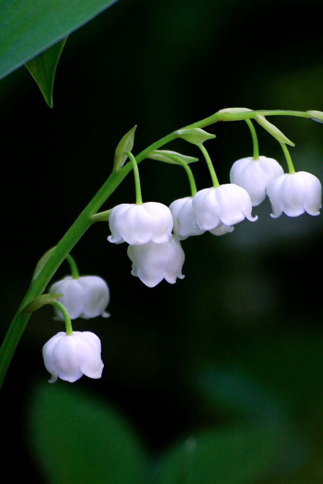Нежные белые цветы ландыша крупным планом